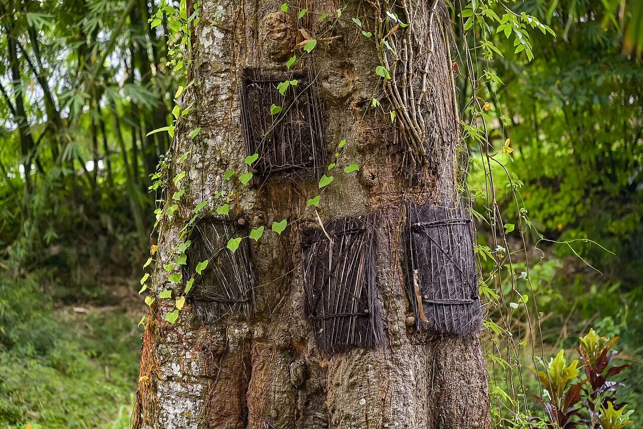 Closed wooden coverings on the old infant tree graves at Kambira