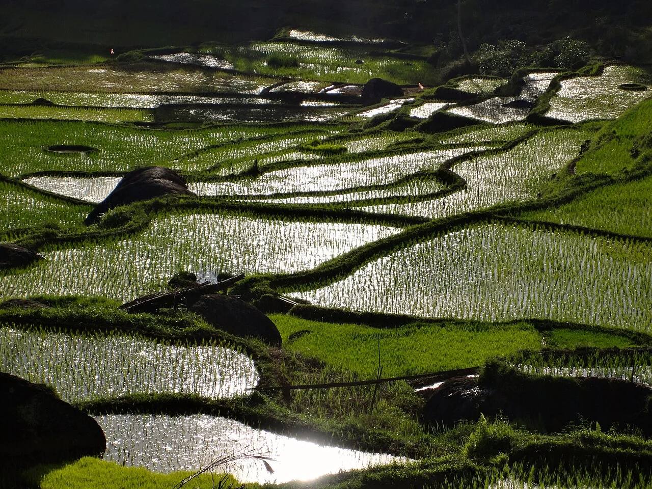 Water-filled rice terraces following the slopes of Batutumonga