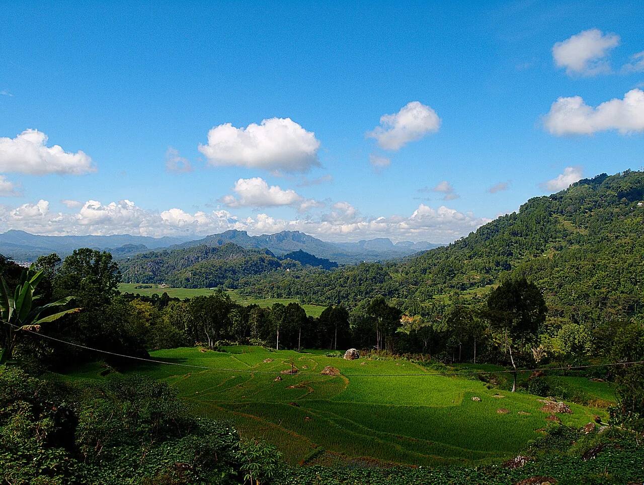 Green rice fields and mountain ridges around Rantepao