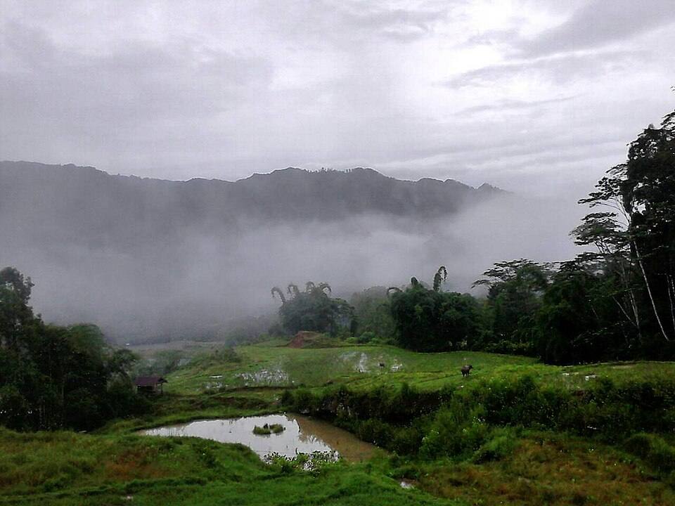 Rice terraces, scattered houses and wooded slopes in Tana Toraja