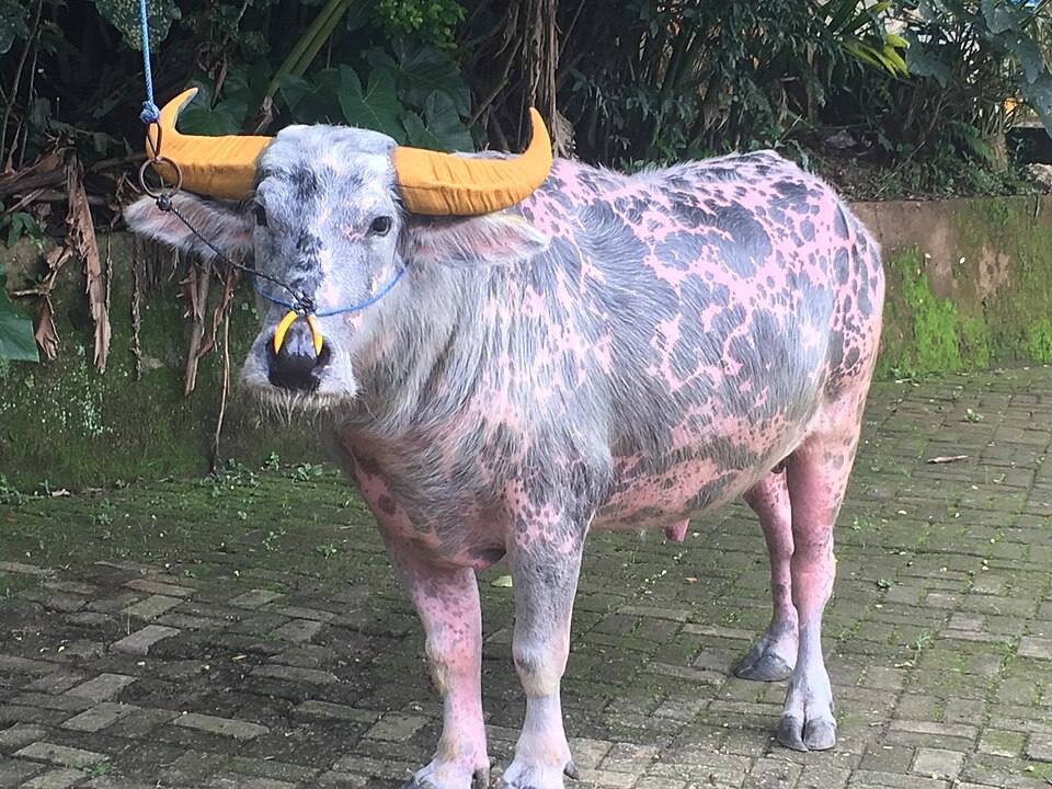 A living mottled water buffalo standing on paving in Toraja
