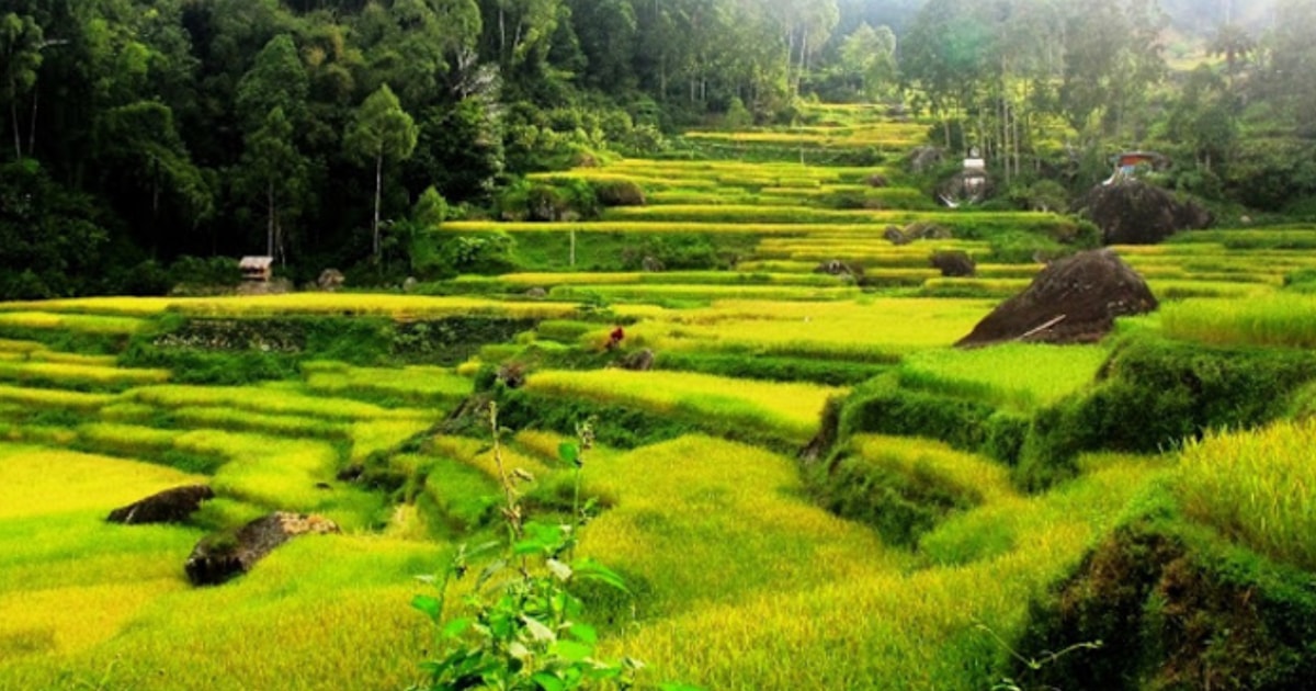Green rice terraces between forested hillsides